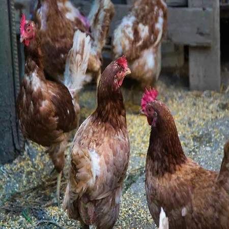 I Tre Tigli - * Rutino